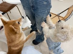 -共舞时光猫咖·狗咖(新街口店)