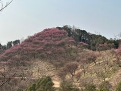 -新建村梅花