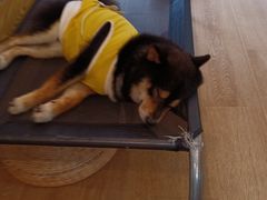 -南京Hallo宠物乐园·哈罗犬舍·柴犬繁育基地