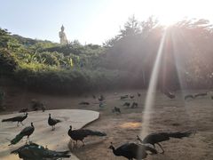 -西双版纳勐泐文化旅游区