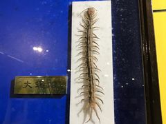 -上海昆虫博物馆