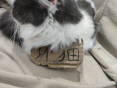 -怪兽屋·羊驼·猫咖·狗咖(俊华广场店)
