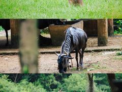 -杭州野生动物世界