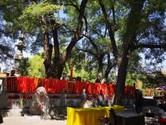 -大槐树寻根祭祖园