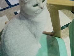 -猫色咖啡·猫咖