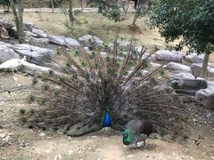 -泉州海丝野生动物世界