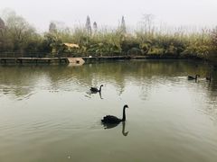 -溱湖国家湿地公园