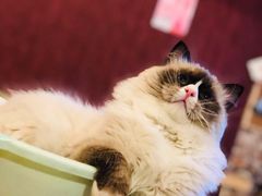 -猫咪咖啡店(新城大街店)