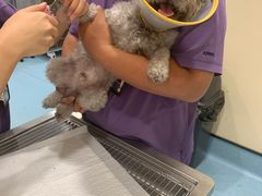 -萌兽医馆·犬猫专科·眼科中心·宠物医院(朝阳门分院)