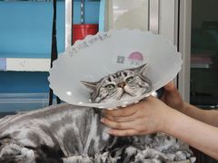 -北京观赏动物医院·24小时大型综合·猫专科·异宠专科