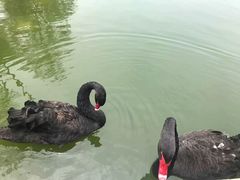 -鄱阳湖国家湿地公园