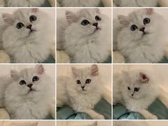 -袖虎·猫馆(体育西路店)
