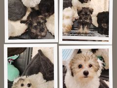 -有喵·猫咖·狗咖·40+猫狗有小奶狗(岗厦店)