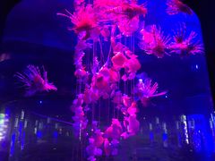 -大连圣亚海洋世界