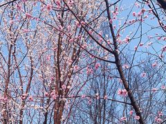 -桃花堤公园