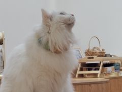 -有猫主题·治愈系猫咖(曾厝垵店)