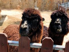 -泉州海丝野生动物世界