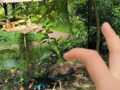 -吉隆坡雀鸟公园