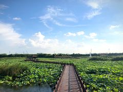 -荷塘月色湿地公园·向阳花洲