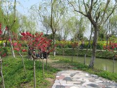 -南汇桃花村