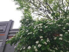 -西苑美食城(龙湖星悦荟店)