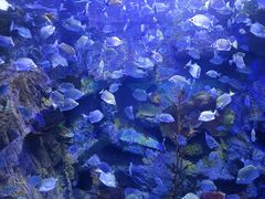 -太平洋海底世界