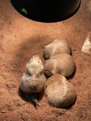 -Zoolung Zoolung动物主题公园(海信广场店)