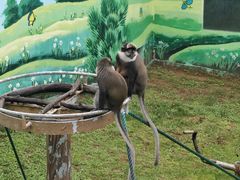 -西霞口神雕山野生动物世界