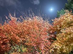 -无声臭豆腐(大井1号店)