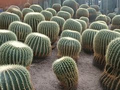 -南山植物园