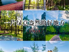 -黄海国家森林公园