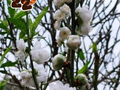 -桃花涧