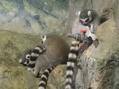 -洛阳龙门海洋馆