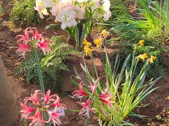-石家庄市植物园
