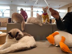 -猫腻·猫咖·撸猫馆(星光大道店)