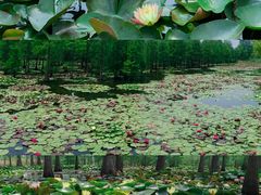 -池杉湖湿地公园