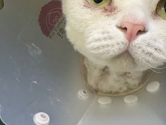 -达爱动物医院·犬猫分区·CT·复杂眼科(远洋山水分院)