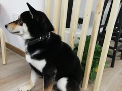 -柴迷FANS CLUB·柴犬狗咖·猫咖