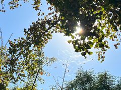 -大兴滨河森林公园