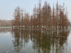 -白鹭湾湿地公园