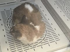 -FAELING PETS美天灵宠物(富力广场店)