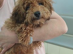 -爱侣宠医·鹦鹉专科·小型哺乳类·异宠专科(灵石路店)