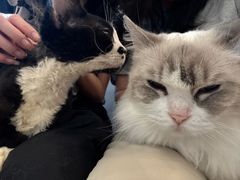 -有喵·猫咖·狗咖·30几只猫10只小狗(岗厦店)