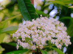 -白塘生态植物园