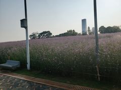 -深圳湾公园(南山区)
