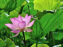 -荔湾湖公园