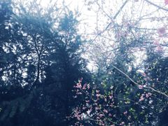 -西安青龙寺遗址景区
