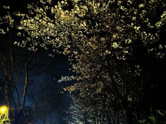 -黄兴公园