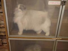 -猫的茶·猫咖