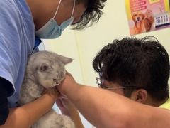 -艾吉宠物医院·疑难杂症转诊中心·猫友好(碧江路院)